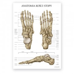 Plakat - plansza anatomiczna - kości stopy - 50 x 70 cm
