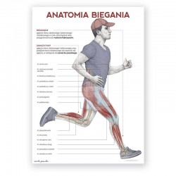 Plakat - plansza anatomiczna - anatomia biegania - 50 x 70 cm