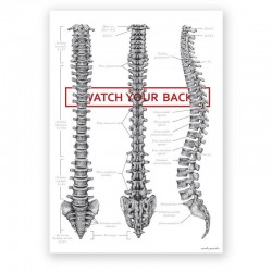 Plakat - plansza anatomiczna - kręgosłup - 50 x 70 cm
