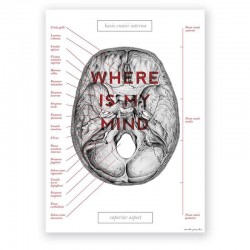 Plakat - plansza anatomiczna - czaszka - 50 x 70 cm