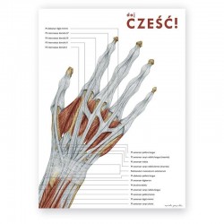 Plakat - plansza anatomiczna - anatomia ręki - 50 x 70 cm