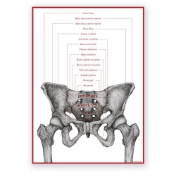 Plakat - plansza anatomiczna - miednica żeńska - 50 x 70 cm