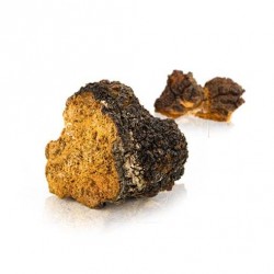 Chaga 50% Suplement diety - MycoMedica