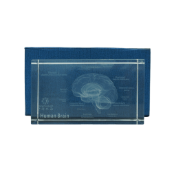 Model mózgu 3D w szkle - 10 cm - ZYTH