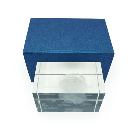 Model mózgu 3D w szkle - 10 cm - ZYTH