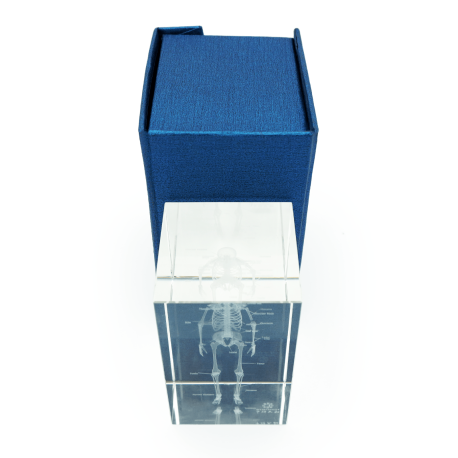 Model szkieletu 3D w szkle - 10 cm - ZYTH