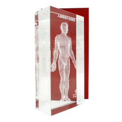 Model akupunkturowy człowieka 3D w szkle - 20 cm - ZYTH