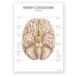 Plakat anatomiczny - nerwy czaszkowe - 50 x 70 cm l Marta Pawelec