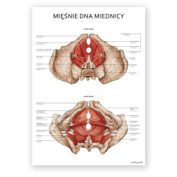 Plakat anatomiczny - mięśnie dna miednicy - 50 x 70 cm l Marta Pawelec