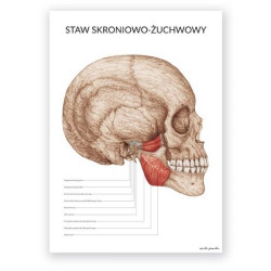 Plakat anatomiczny: staw skroniowo-żuchwowy - 50x70 cm l Marta Pawelec