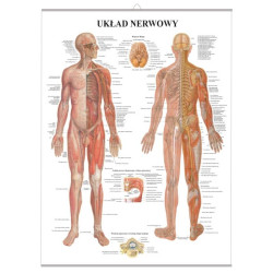 Plakat - plansza anatomiczna - układ nerwowy - 85 x 55 cm